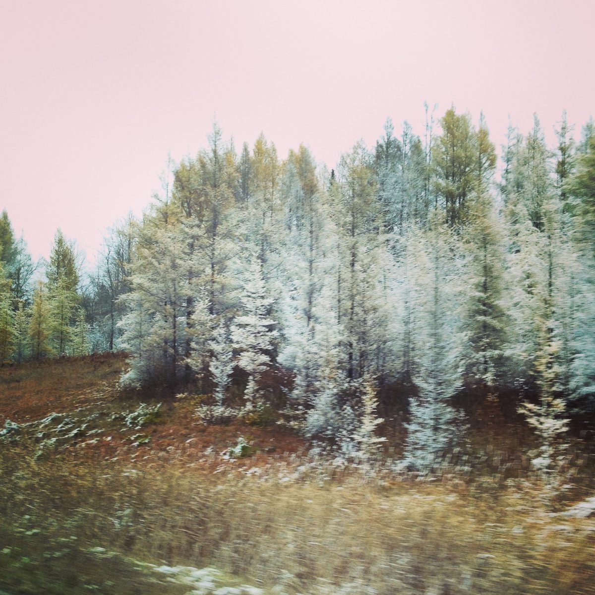 Frost on Pines Along I75 by Angela Josephine for 75, a poem about travelling through seasons