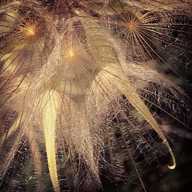 Milkweed in sunlight by Angela Josephine for "Genesis", a poem about creativity, surrender and transformation