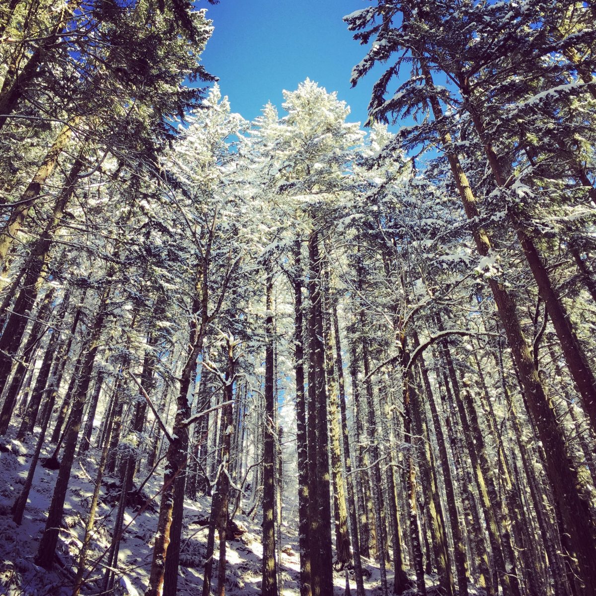 Redwoods at Spencer Butte, Oregon